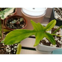 philodendron florida ghost small