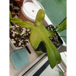 philodendron florida ghost small