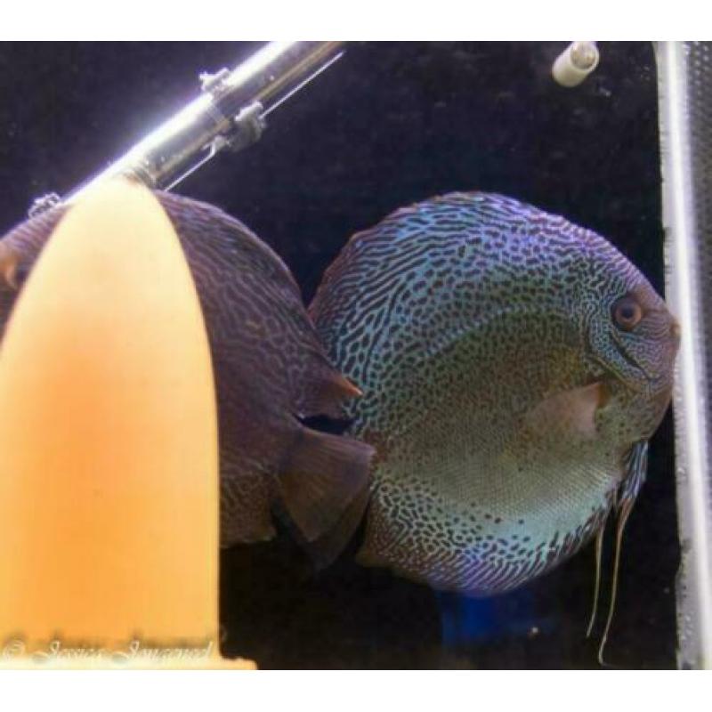 tropische vis, Stendker discus