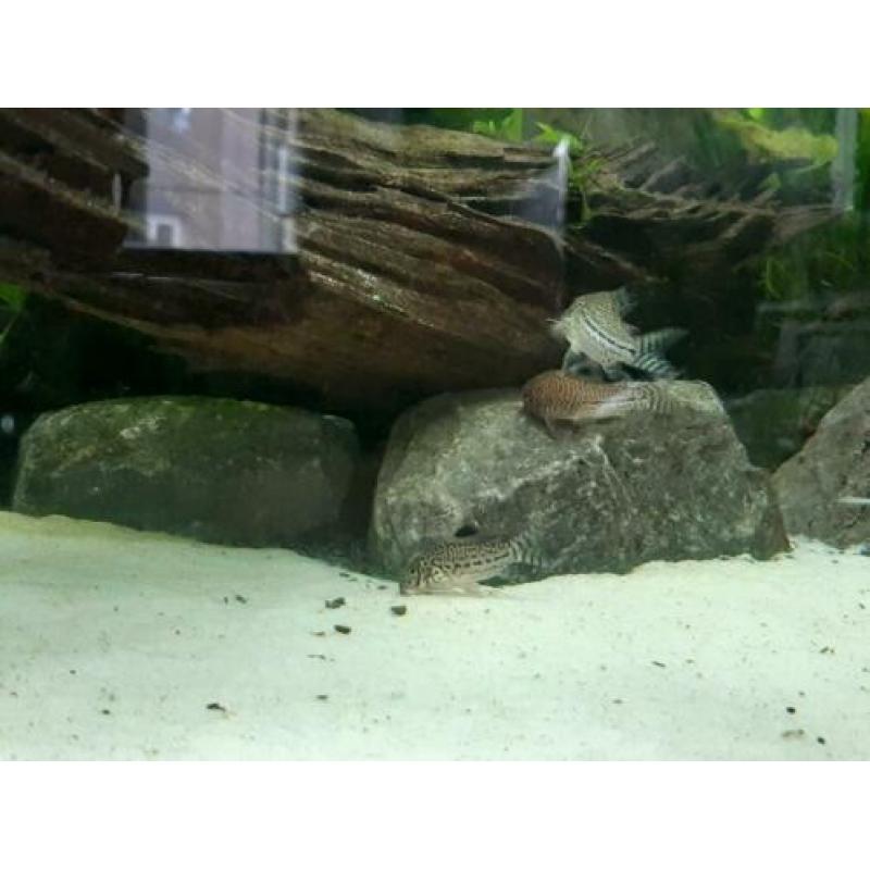 Kweekgroep corydoras trilineatus te koop
