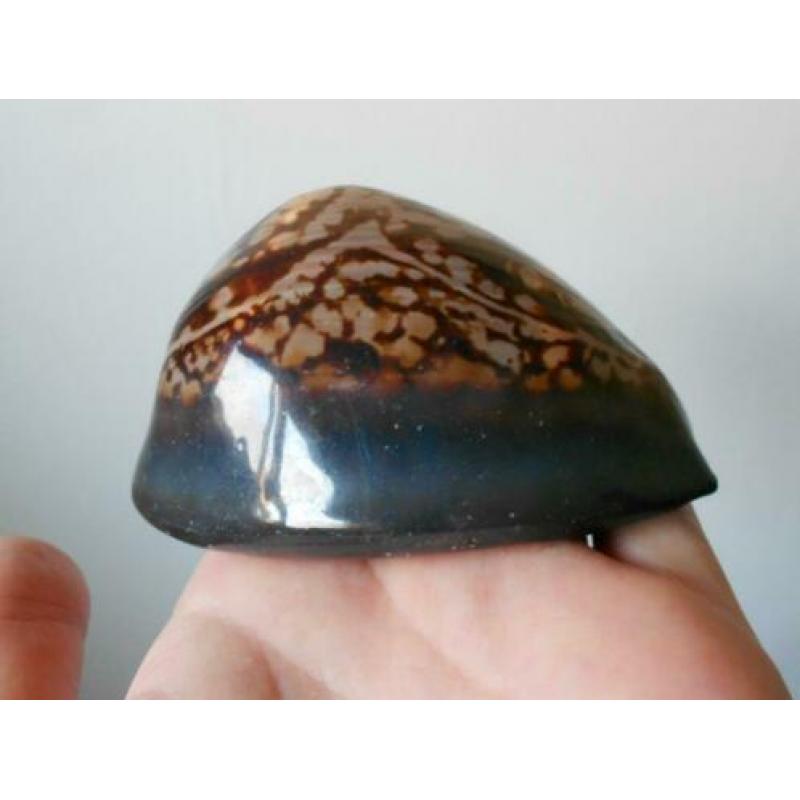 Schelpen: Grote Mauritia mauritiana – 8,7cm