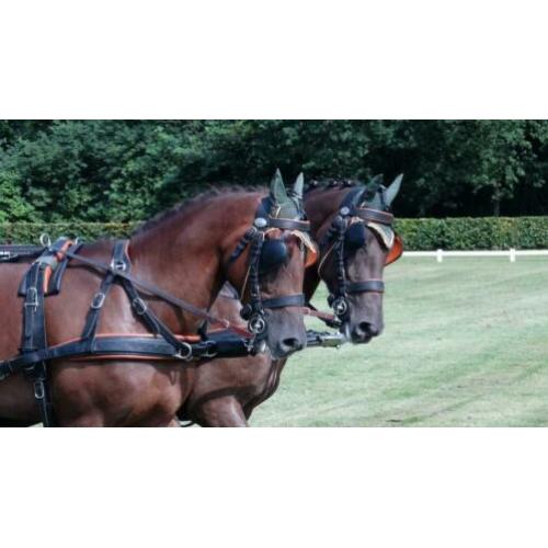 Mooi span D pony ruinen!