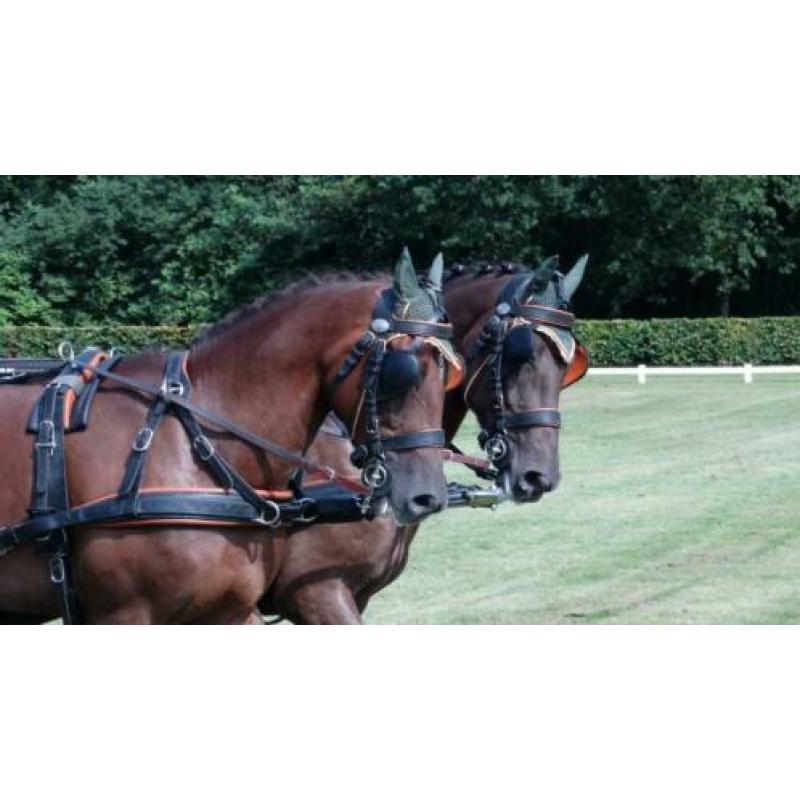 Mooi span D pony ruinen!