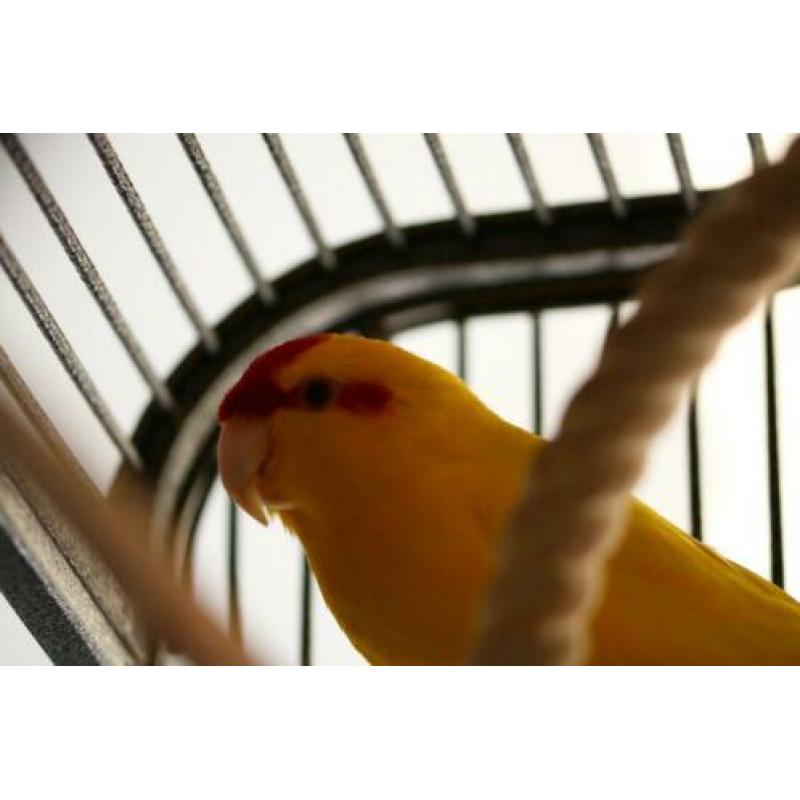kakariki's