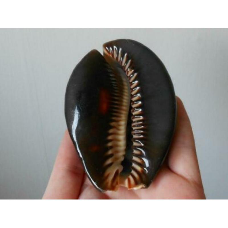 Schelpen: Grote Mauritia mauritiana – 8,7cm