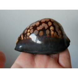 Schelpen: Grote Mauritia mauritiana – 8,7cm
