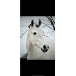 Mooie brave PRE ruin 5,5 jaar