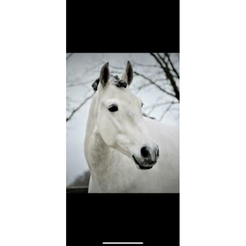 Mooie brave PRE ruin 5,5 jaar