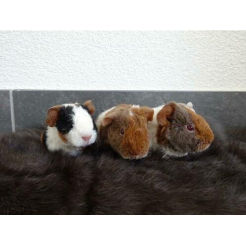 Jonge US Teddy cavia's (lilac-goud-wit en zwart-rood-wit)