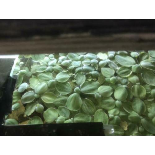 Drijfplanten, drijfplantjes, Pistia stratiotes