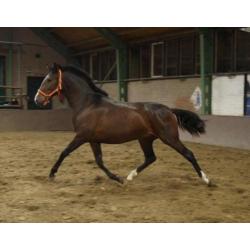 Super gave pre/andalusier merrie