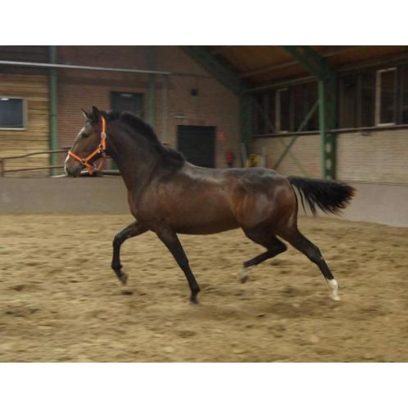 Super gave pre/andalusier merrie