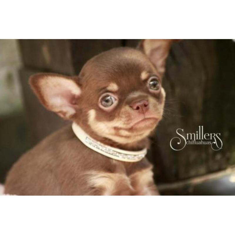 Heel mooie Chihuahua Pup - Chocolate Tan Korthaar