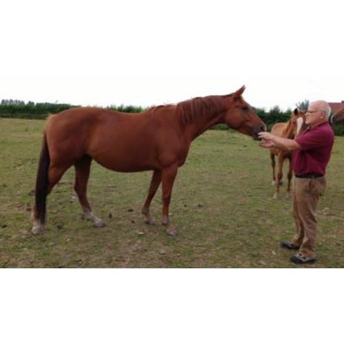 Merrie , dressuur, ampe´re x farrington x belisar x luckyboy