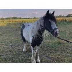 Mooie Tinker merries te koop