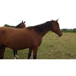 Merrie , dressuur, ampe´re x farrington x belisar x luckyboy
