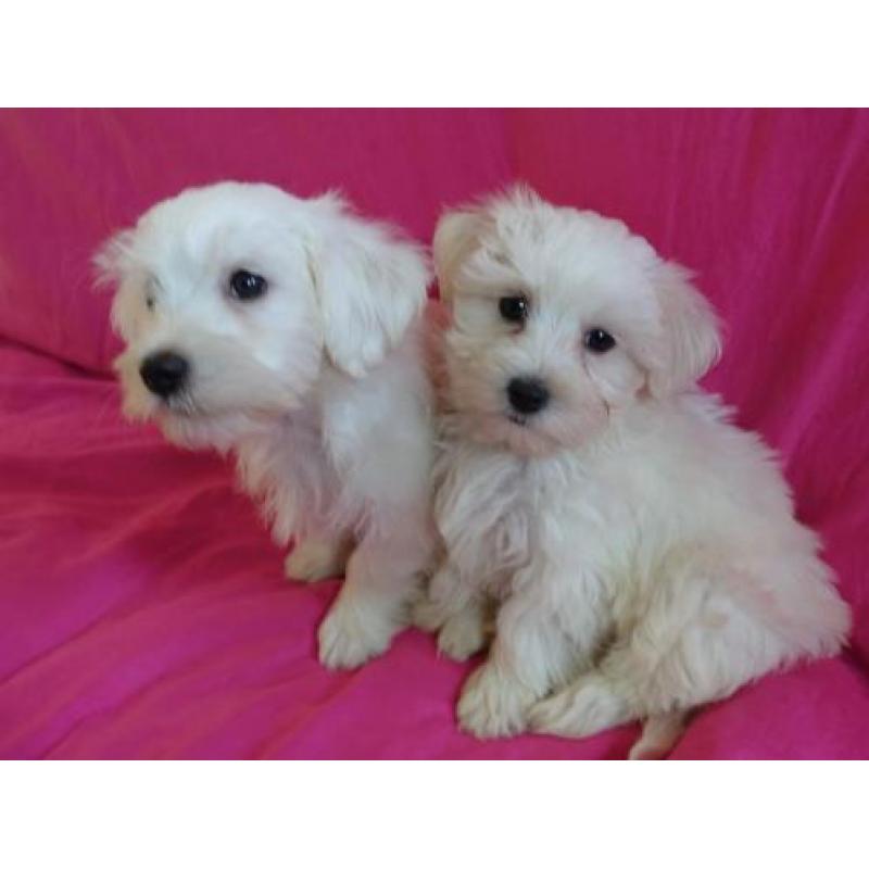 Maltezer pups !! Let op !! de laatste 2