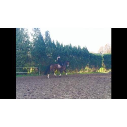 Dressuur recreatie fokmerrie