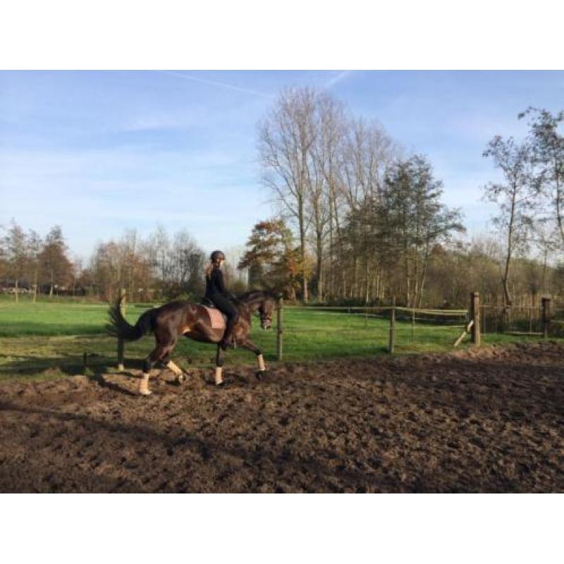 Dressuur recreatie fokmerrie
