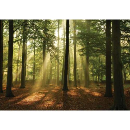 Fotobehang BOS Gratis Lijm en verzenden 110331